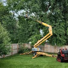 Why Choose Our Tree Removal Services in London, OH?