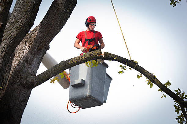 London, OH  Tree Services Company